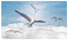 DNSEMP-C-101-BL Journey Home Clouds Birds Blue